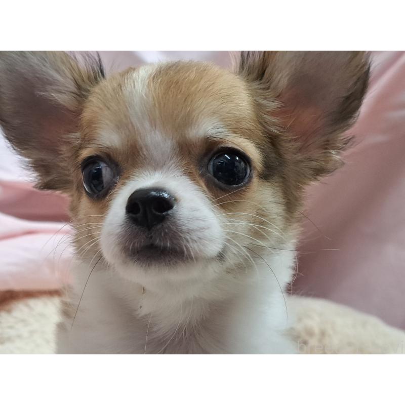 成約済の愛知県のチワワ(ロングコート)-407020の5枚目