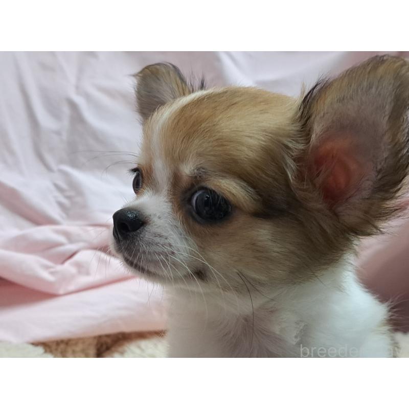 成約済の愛知県のチワワ(ロングコート)-407020の4枚目