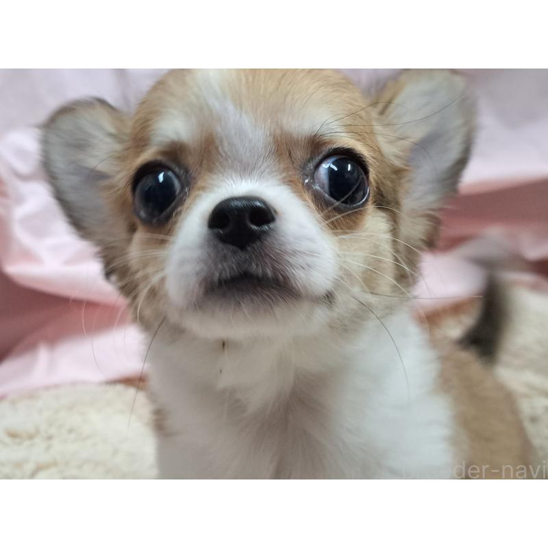 成約済の愛知県のチワワ(ロングコート)-407020の3枚目