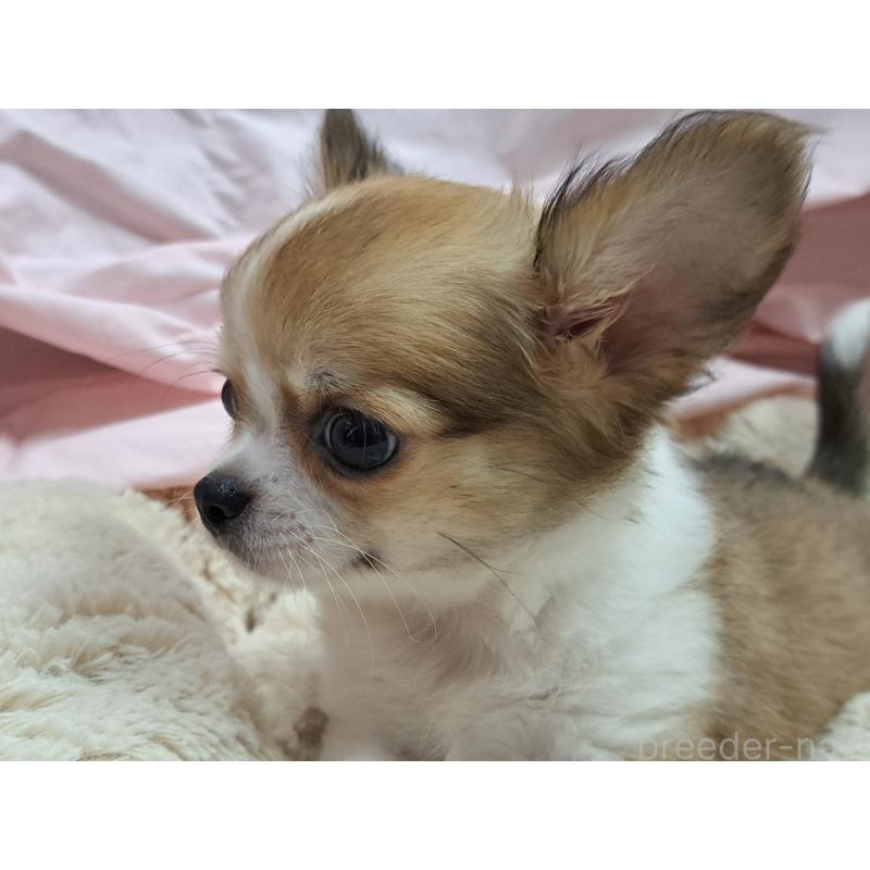 成約済の愛知県のチワワ(ロングコート)-407020の2枚目