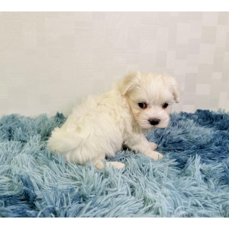 成約済の埼玉県のマルチーズ-416393の5枚目