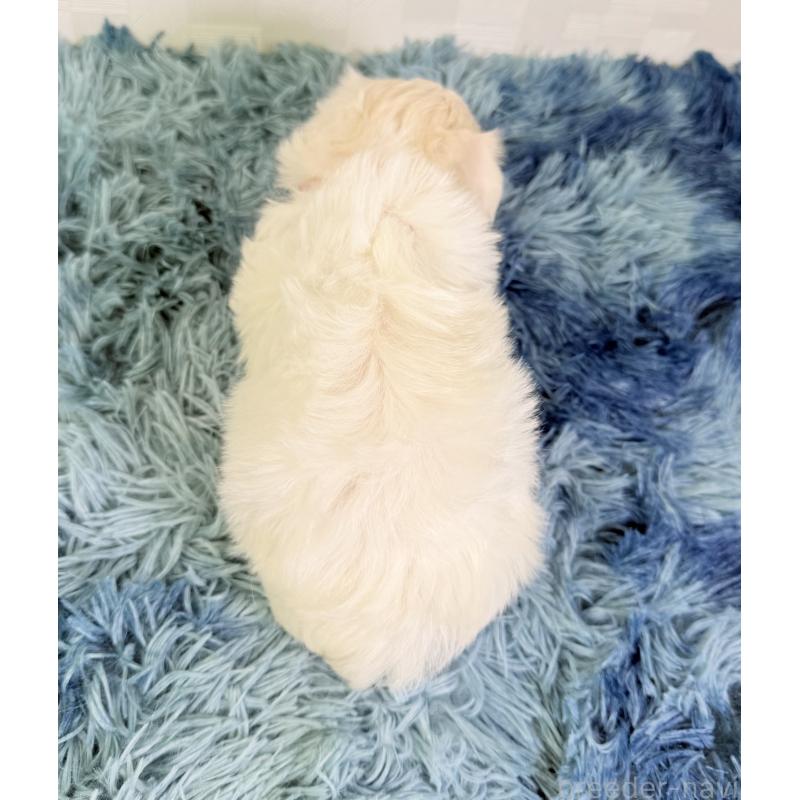 成約済の埼玉県のマルチーズ-416393の4枚目