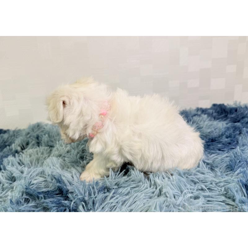 成約済の埼玉県のマルチーズ-416393の3枚目