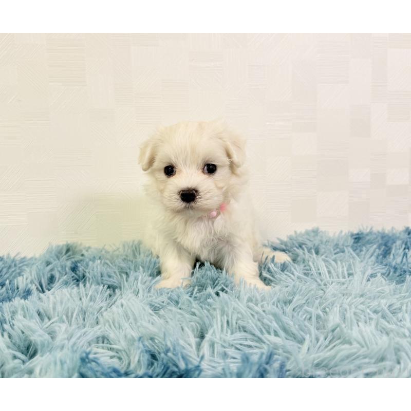 成約済の埼玉県のマルチーズ-416393の2枚目