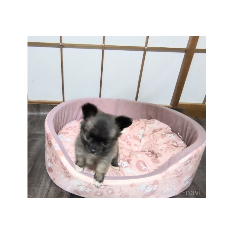 販売中の茨城県のミックス犬-419217の6枚目