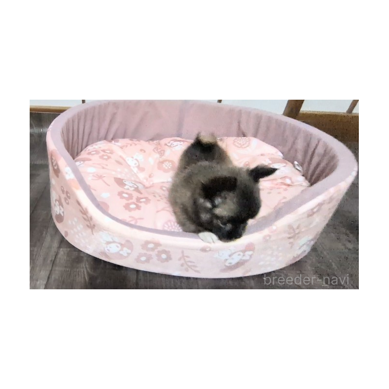 販売中の茨城県のミックス犬-419217の5枚目