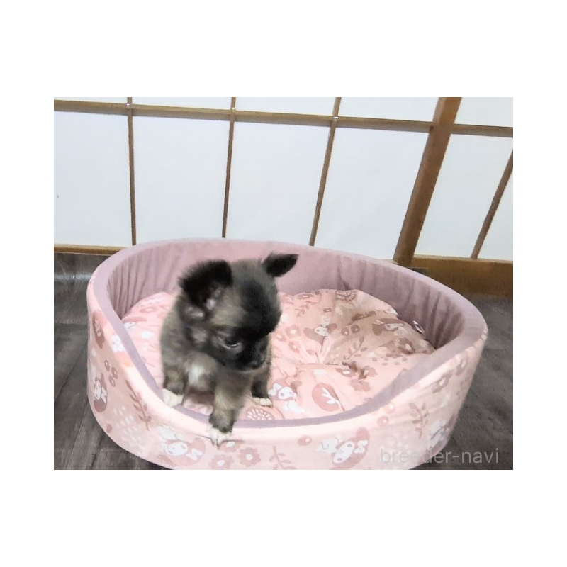 販売中の茨城県のミックス犬-419217の4枚目