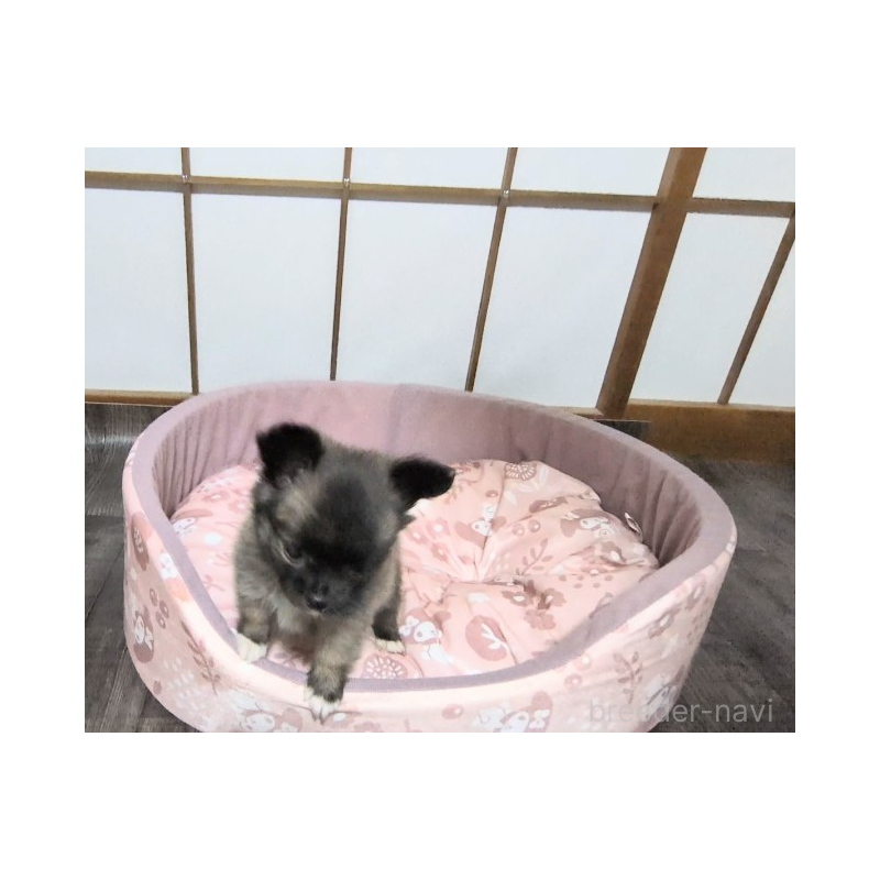 販売中の茨城県のミックス犬-419217の3枚目