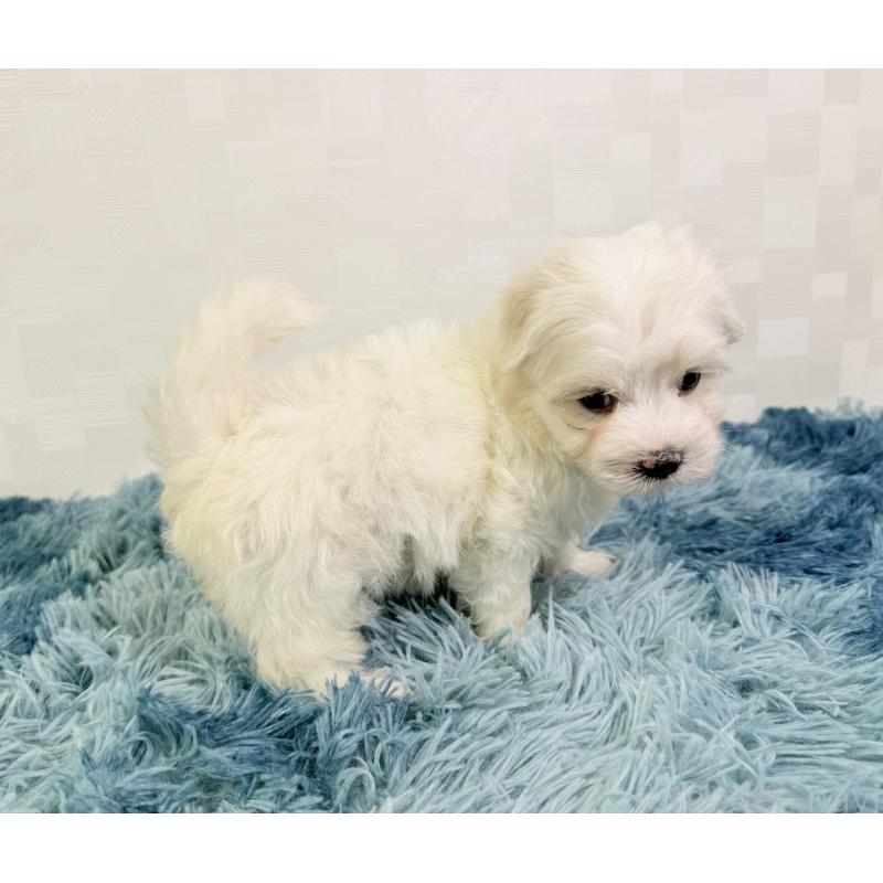 成約済の埼玉県のマルチーズ-416394の5枚目