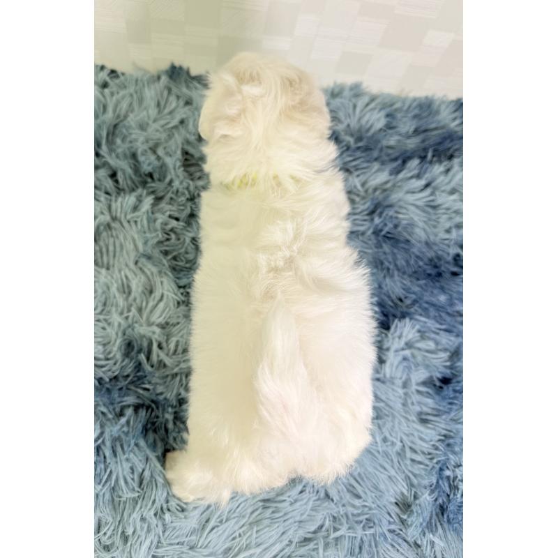成約済の埼玉県のマルチーズ-416394の4枚目