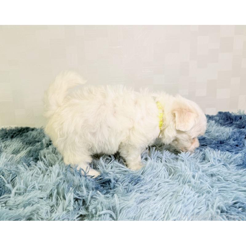 成約済の埼玉県のマルチーズ-416394の3枚目