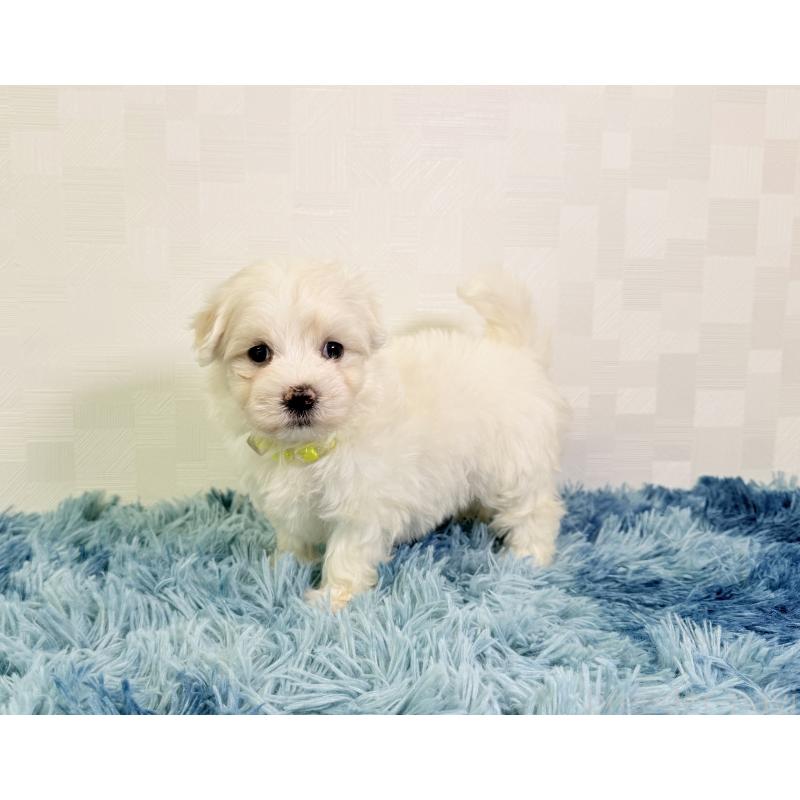 成約済の埼玉県のマルチーズ-416394の2枚目