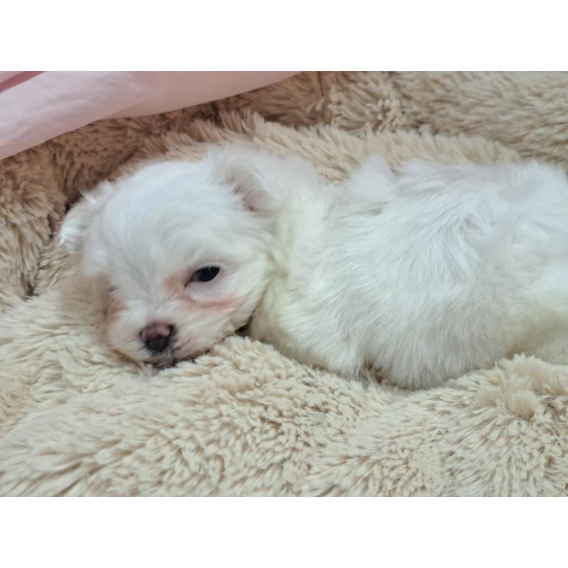 販売中の愛知県のマルチーズ-419221の6枚目