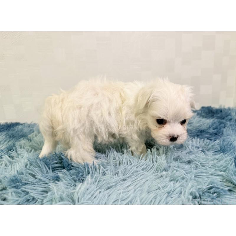 成約済の埼玉県のマルチーズ-416396の5枚目