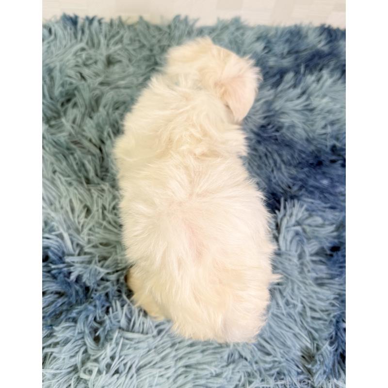 成約済の埼玉県のマルチーズ-416396の4枚目