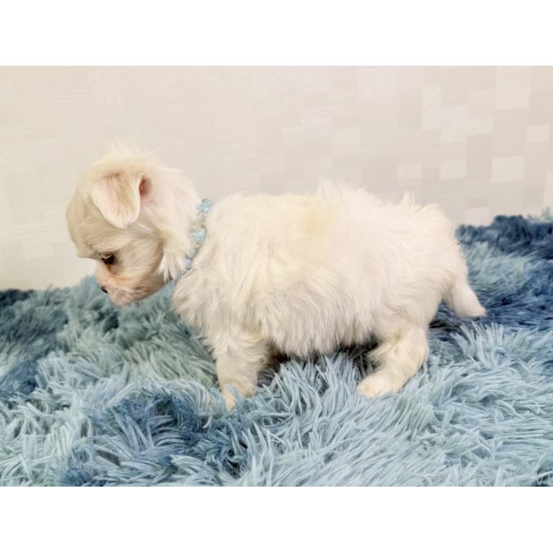 成約済の埼玉県のマルチーズ-416396の3枚目