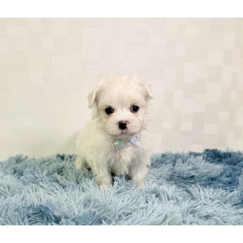 成約済の埼玉県のマルチーズ-416396の2枚目