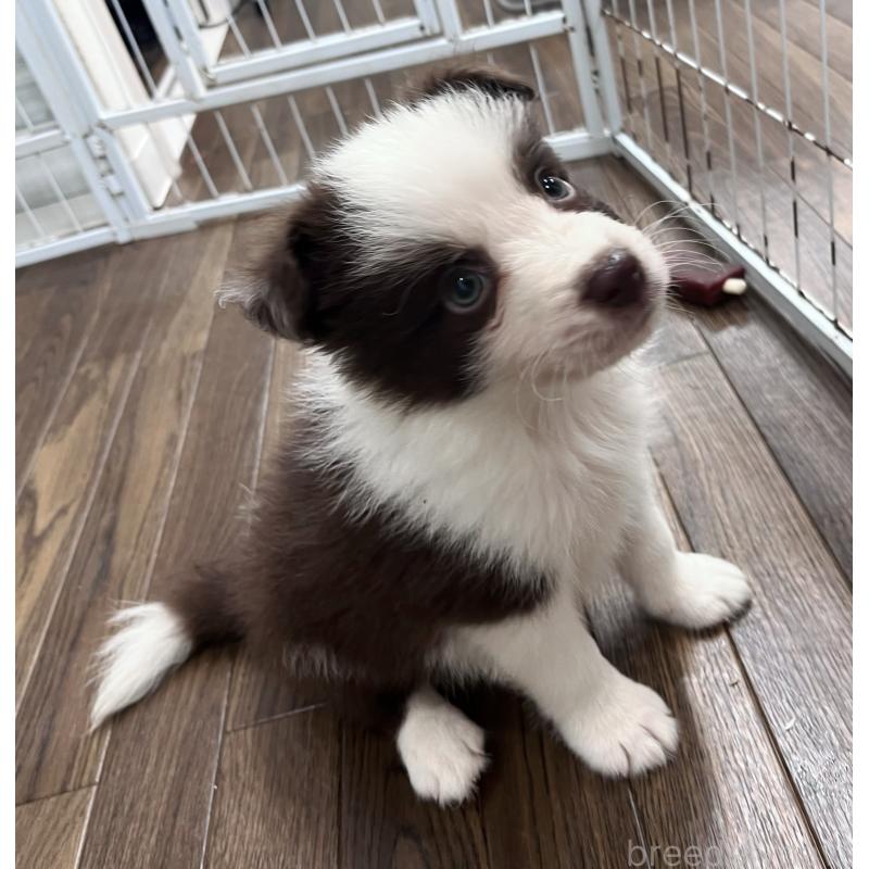 成約済の東京都のボーダーコリー-417712の8枚目