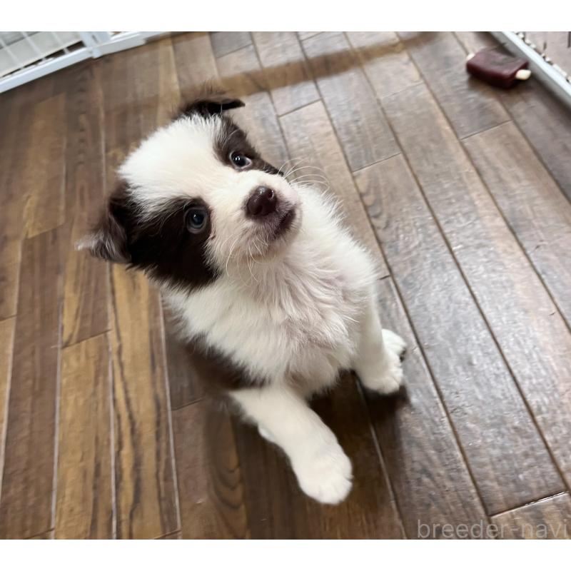 成約済の東京都のボーダーコリー-417712の7枚目