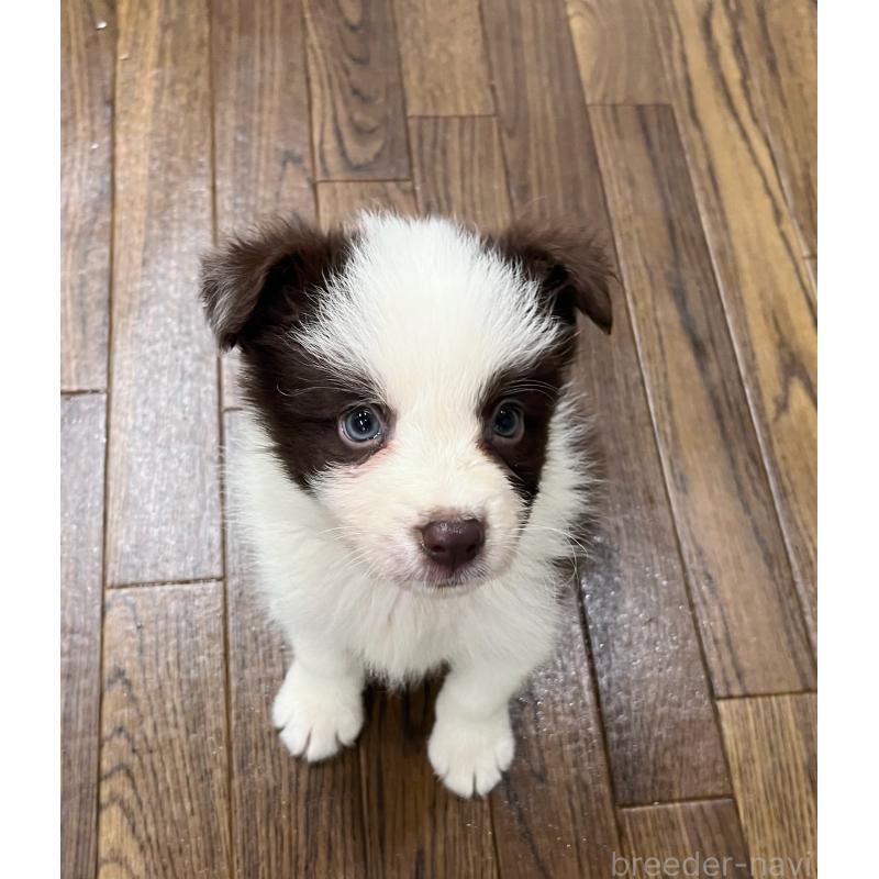 成約済の東京都のボーダーコリー-417712の6枚目