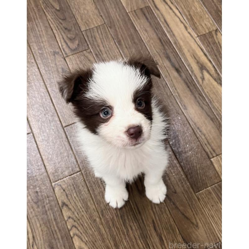 成約済の東京都のボーダーコリー-417712の5枚目