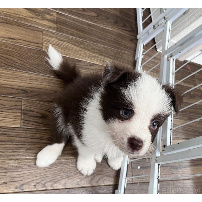 成約済の東京都のボーダーコリー-417712の4枚目