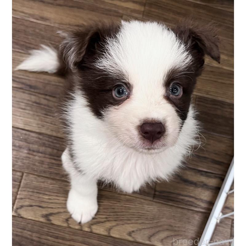 成約済の東京都のボーダーコリー-417712の3枚目