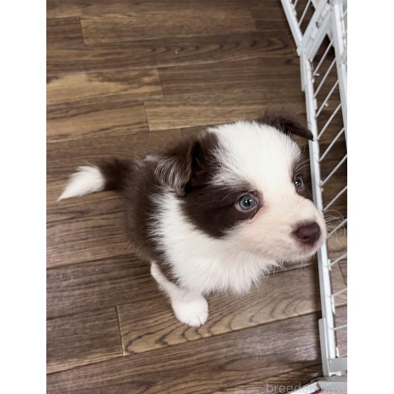 成約済の東京都のボーダーコリー-417712の2枚目