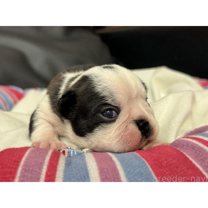 販売中の岐阜県のボストンテリア-417743の16枚目