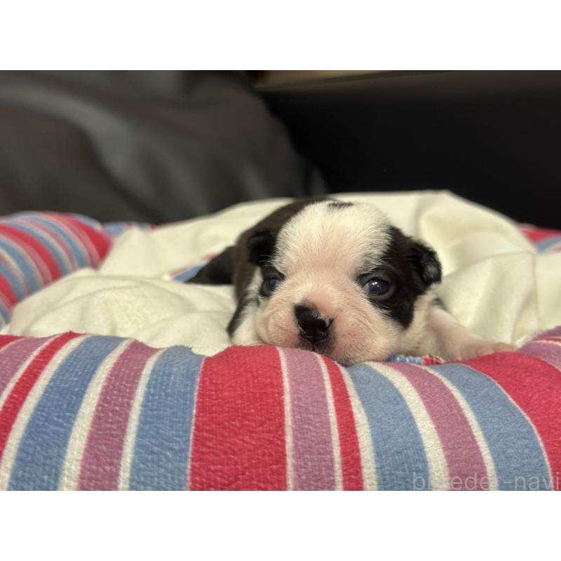 販売中の岐阜県のボストンテリア-417743の15枚目