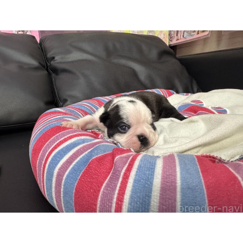 販売中の岐阜県のボストンテリア-417743の14枚目