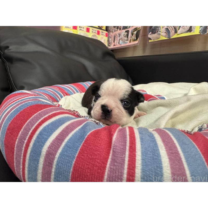 販売中の岐阜県のボストンテリア-417743の13枚目