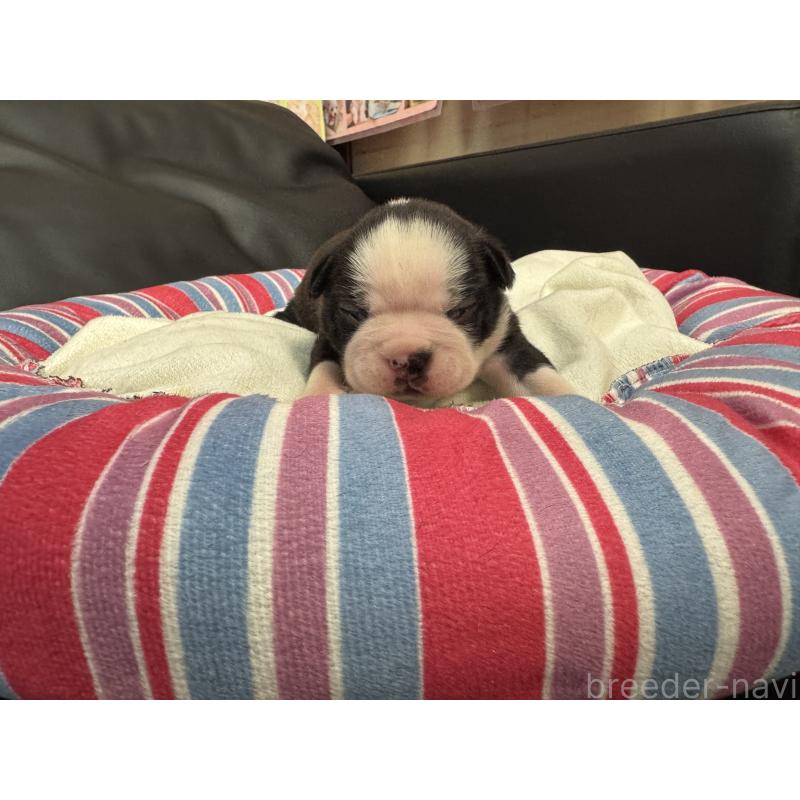 販売中の岐阜県のボストンテリア-417745の16枚目