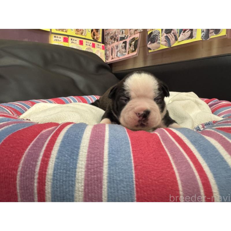 販売中の岐阜県のボストンテリア-417745の15枚目