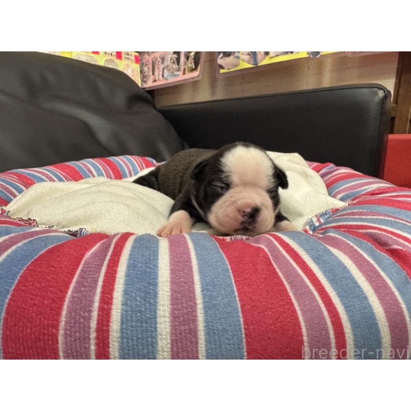 販売中の岐阜県のボストンテリア-417745の14枚目