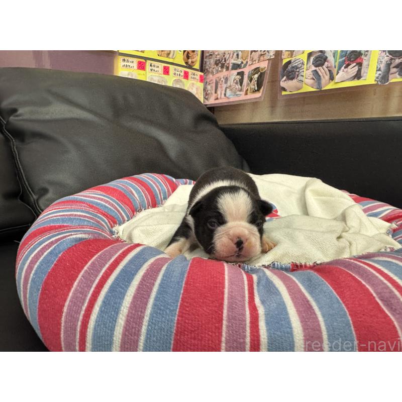 販売中の岐阜県のボストンテリア-417746の15枚目