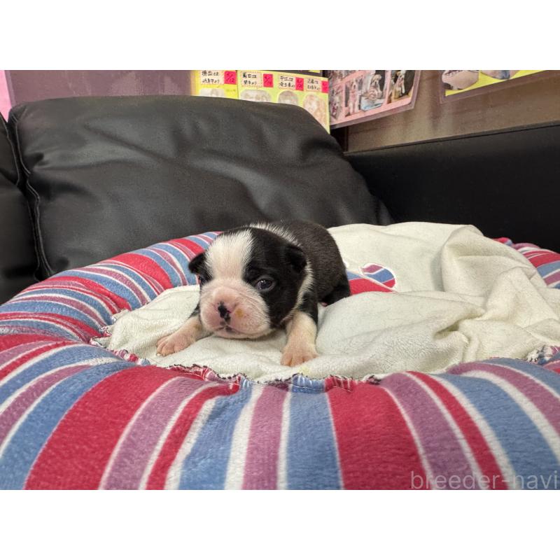 販売中の岐阜県のボストンテリア-417746の14枚目