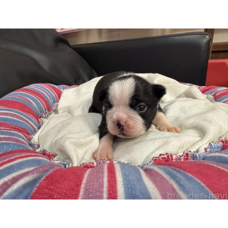 販売中の岐阜県のボストンテリア-417746の13枚目