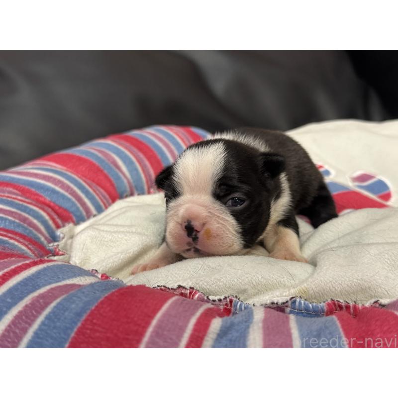 販売中の岐阜県のボストンテリア-417746の12枚目