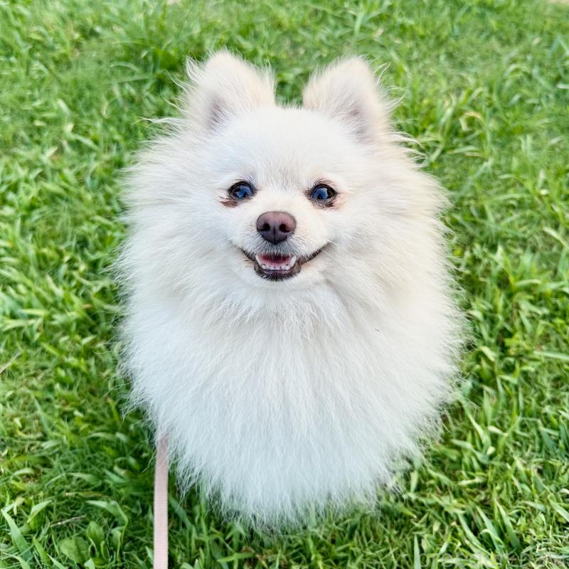 プルメリアちゃん1枚目