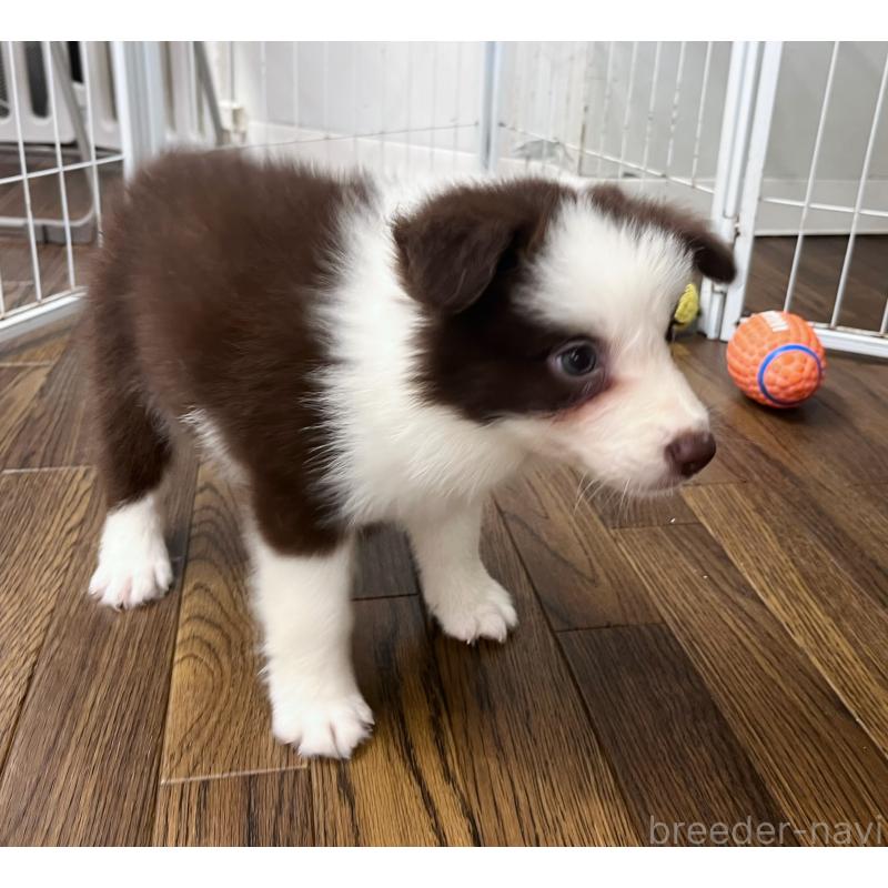 成約済の東京都のボーダーコリー-417721の10枚目