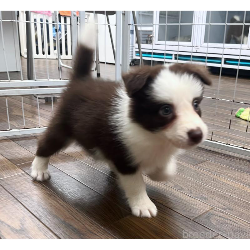 成約済の東京都のボーダーコリー-417721の9枚目