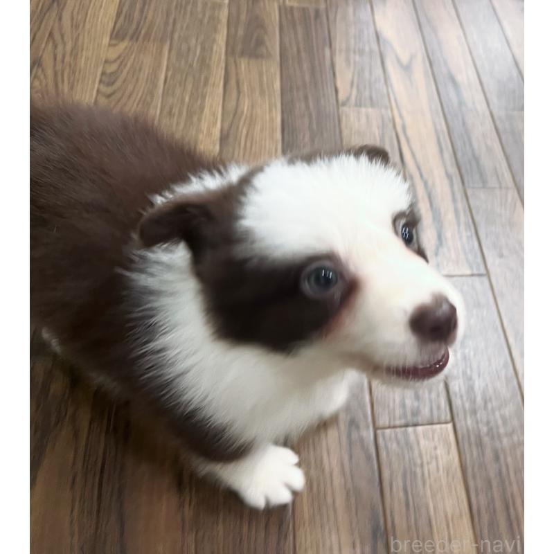 成約済の東京都のボーダーコリー-417721の8枚目