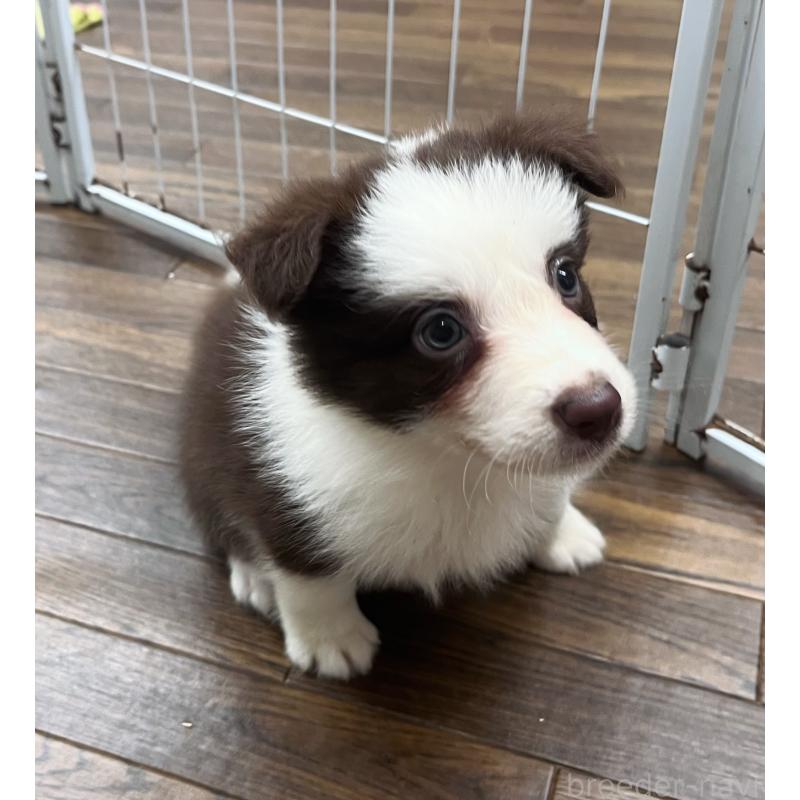 成約済の東京都のボーダーコリー-417721の7枚目