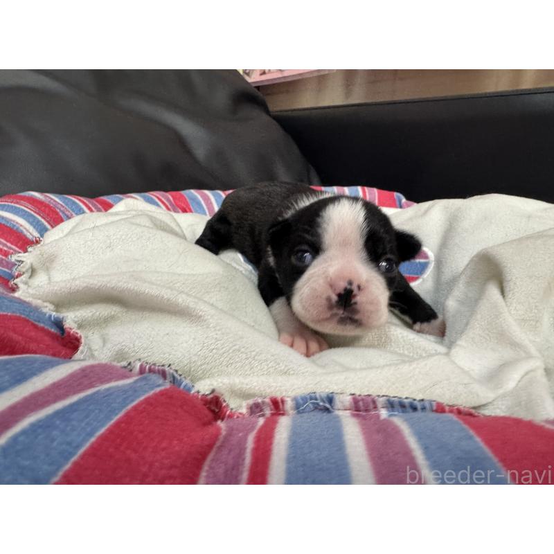 商談中の岐阜県のボストンテリア-417749の17枚目