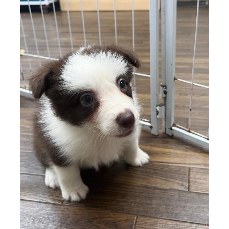 成約済の東京都のボーダーコリー-417721の6枚目