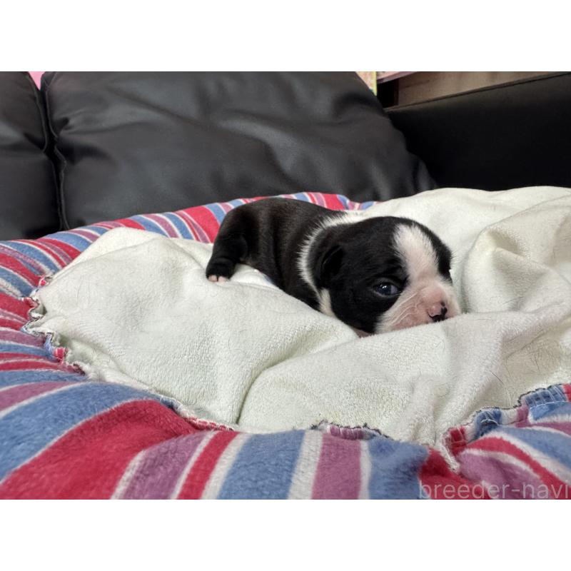 商談中の岐阜県のボストンテリア-417749の16枚目