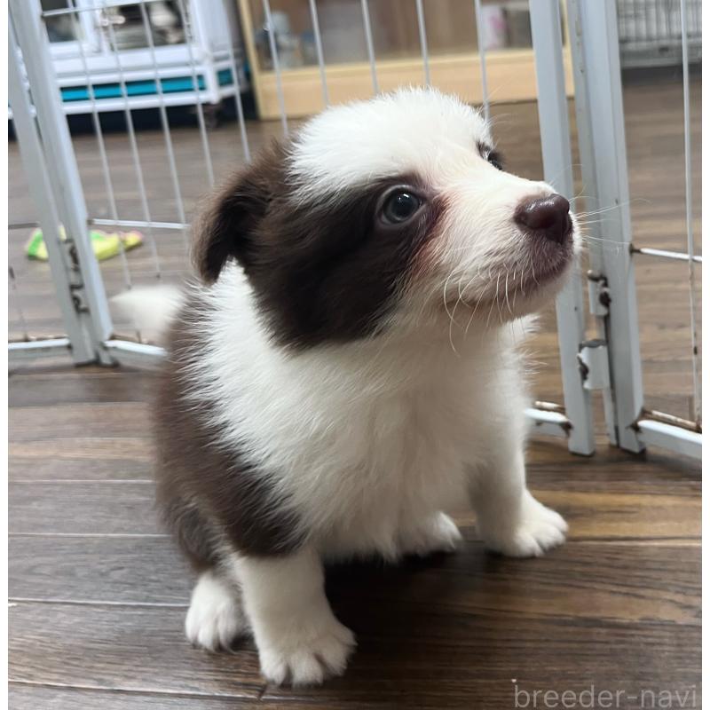 成約済の東京都のボーダーコリー-417721の5枚目