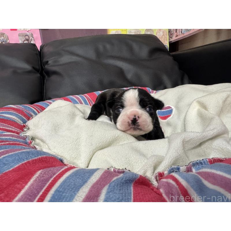 商談中の岐阜県のボストンテリア-417749の15枚目