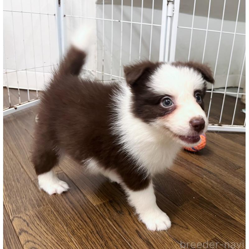 成約済の東京都のボーダーコリー-417721の4枚目